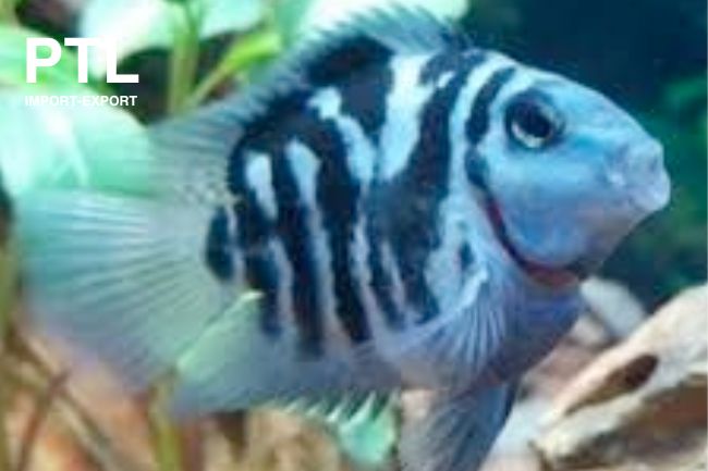 PTL691579_HYBRID BLUE NEON TIGER PARROT